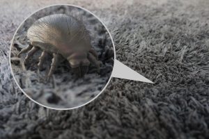 dust mites are living in your carpets and upholstetry - katcleaning